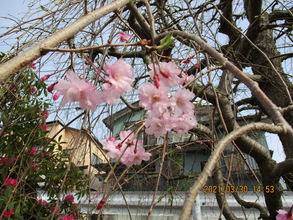 咲き始めた枝垂れ桜🌸
