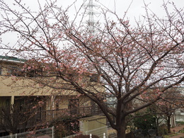 河津桜がだいぶ咲いてきました