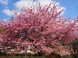 今年も河津桜が満開になりました