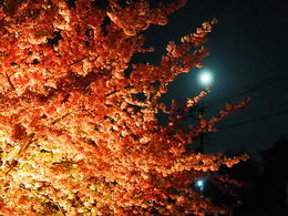 🌕満月と河津桜🌸